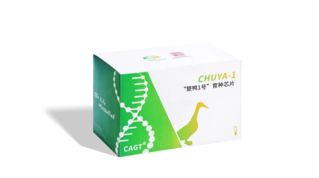 湖北省农科院联合开发出国内首款蛋鸭育种芯片——楚鸭1号
